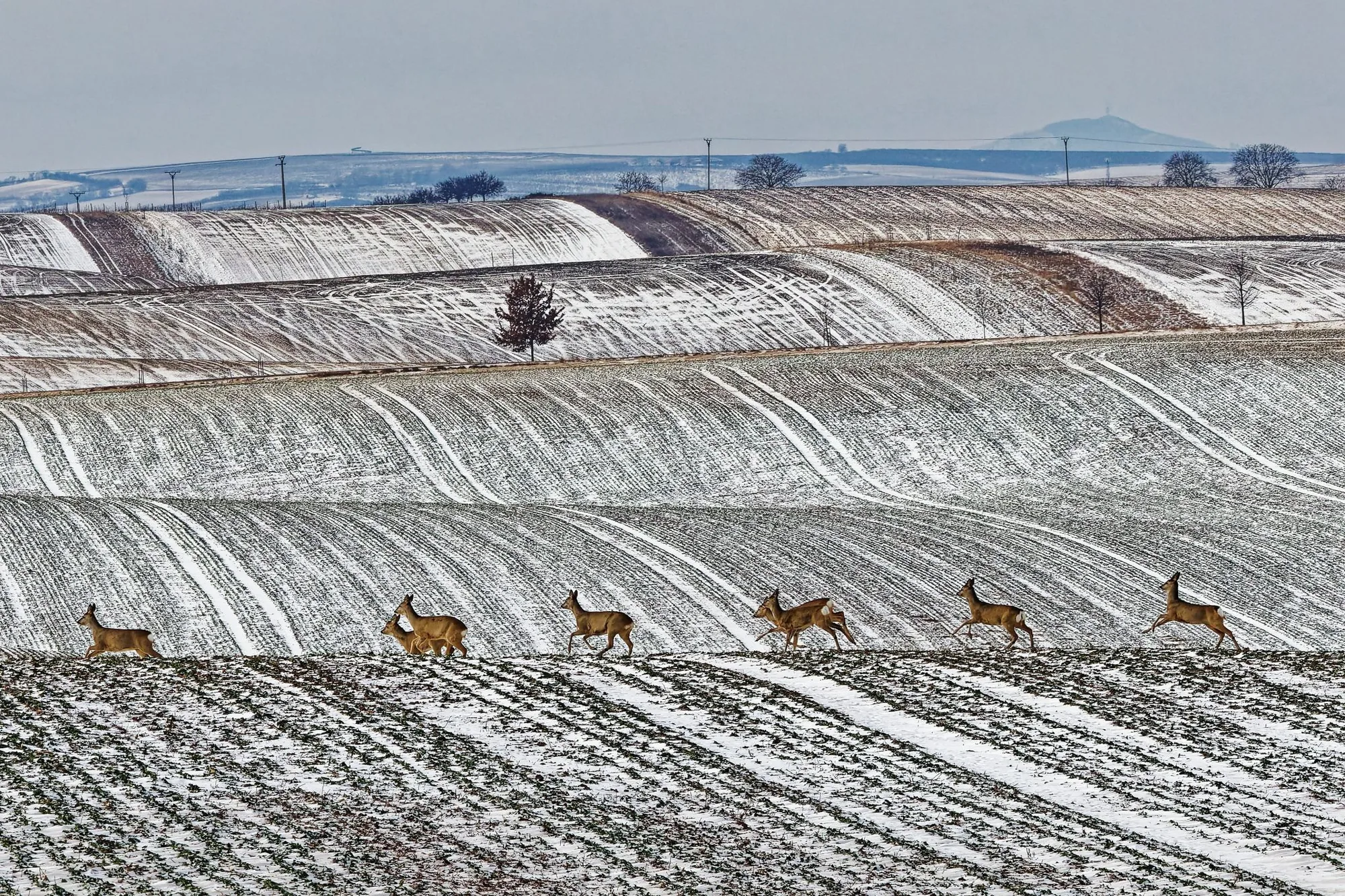 Winter minimalist lines and deers, Moravian Tuscany photography Radek Severa