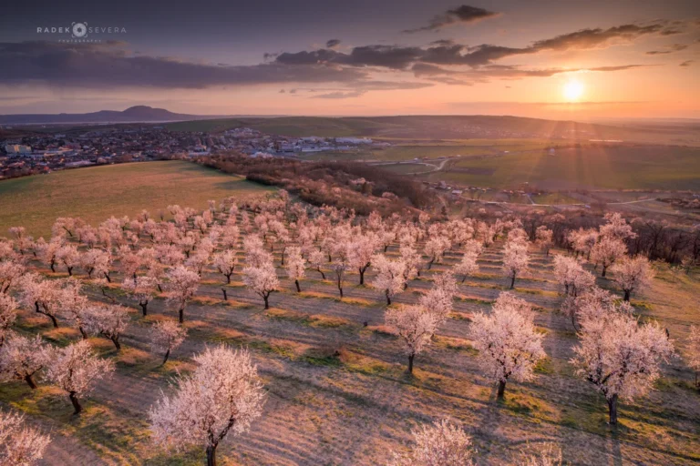 The almond orchard above Hustopeče in blossom