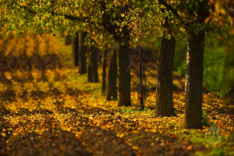 A detail of autumn trees on the hillside, Moravian Tuscany