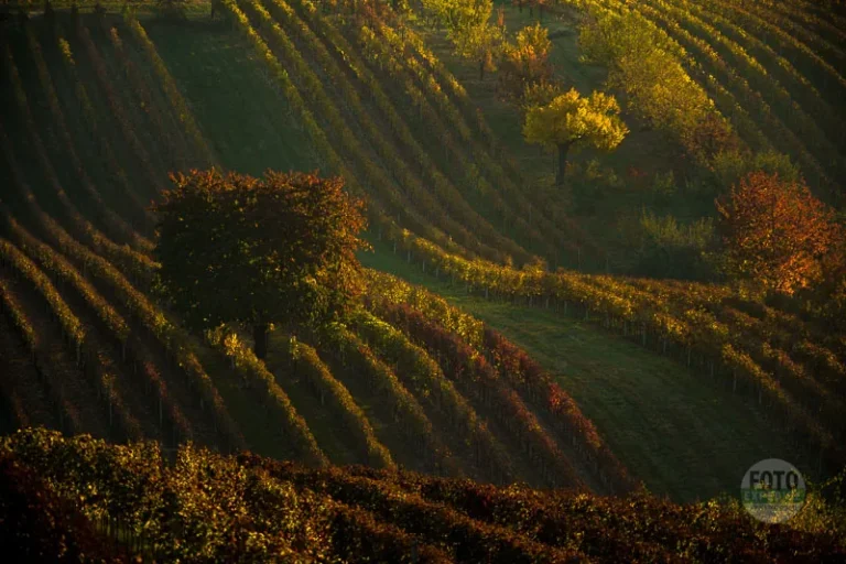 The Čejkovice cherry tree above an autumn vineyard