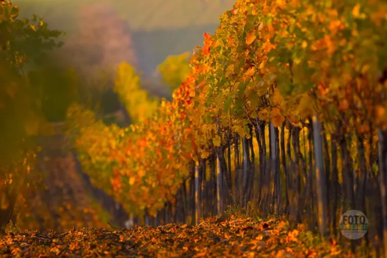 Autumn vineyard rows photographed on a workshop in Moravian Tuscany