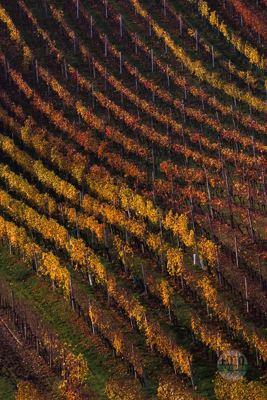 Vineyard rows climbing the slope in autumn