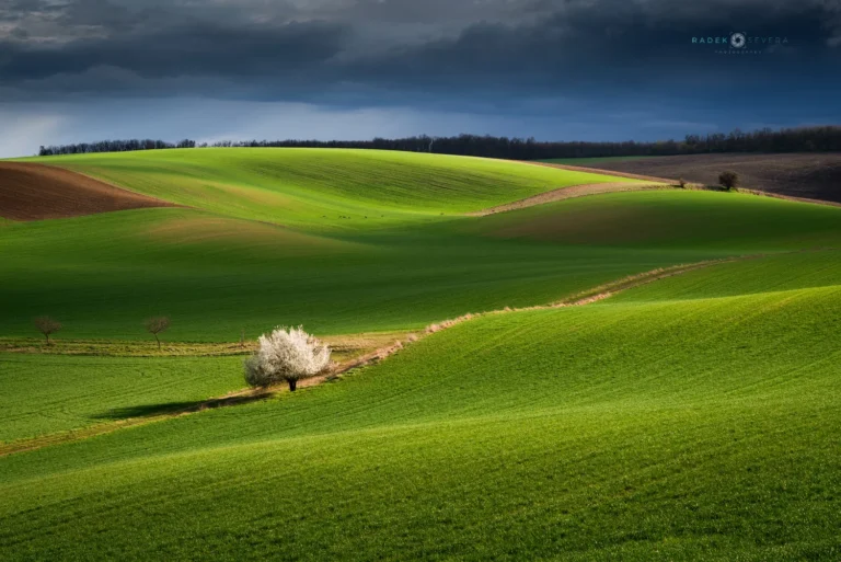 A lone tree on spring rolling hills, one of the best photo spots in Moravian Tuscany