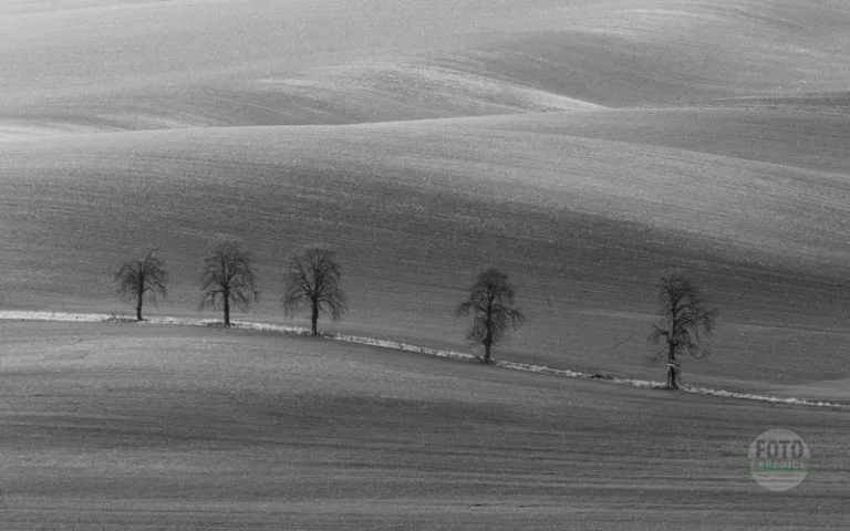 Chestnut trees on the hills, in black and white