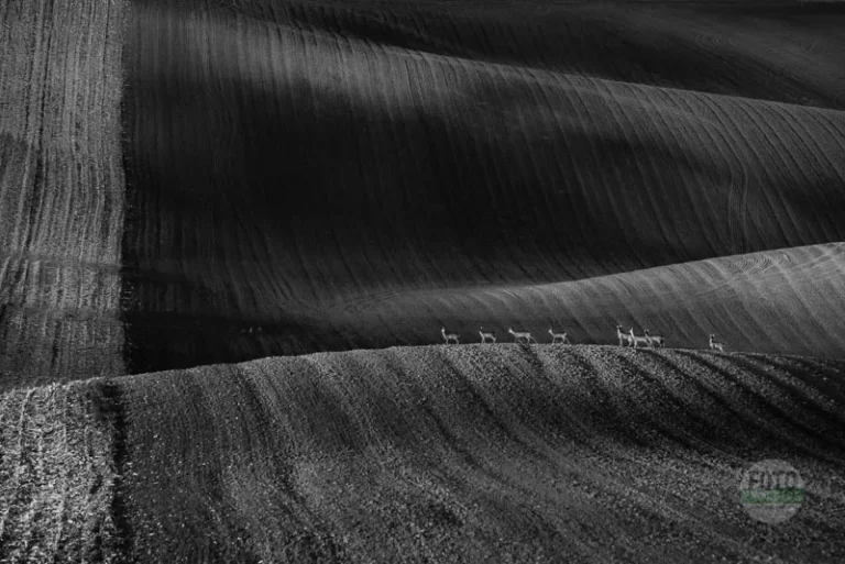 Deer crossing a field, in black and white