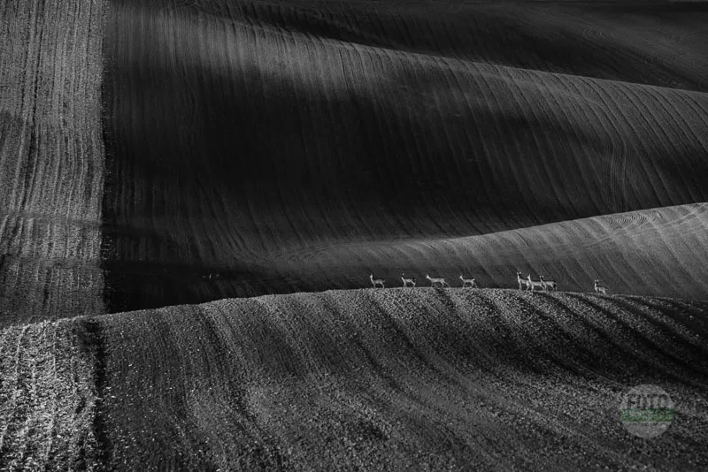 Deer crossing a field, in black and white