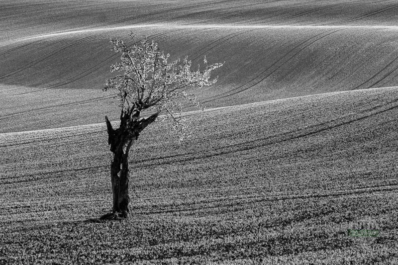 An old cherry tree standing alone, in black and white