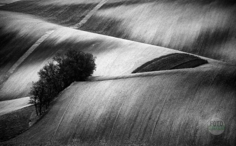 The rolling hills and a copse, in black and white
