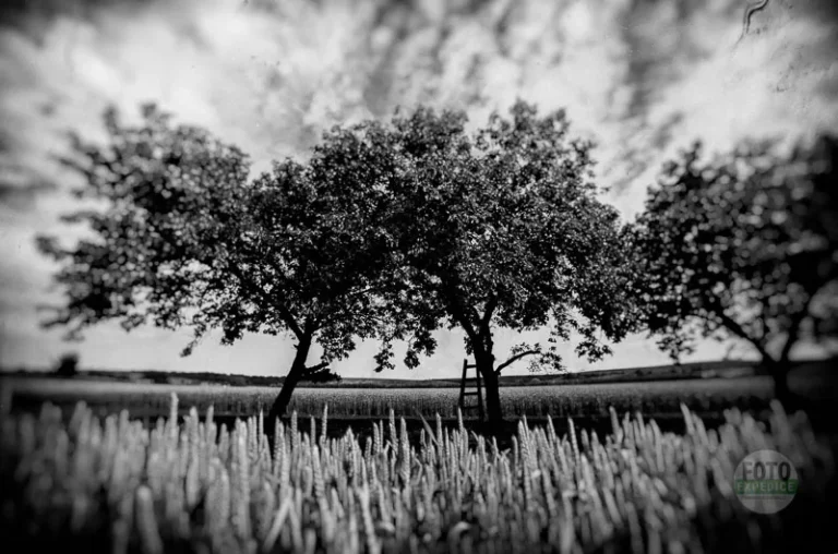 A line of trees along a field edge, in black and white