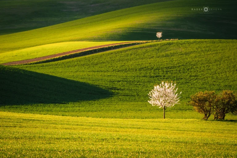 A blossoming tree alone on the spring hills