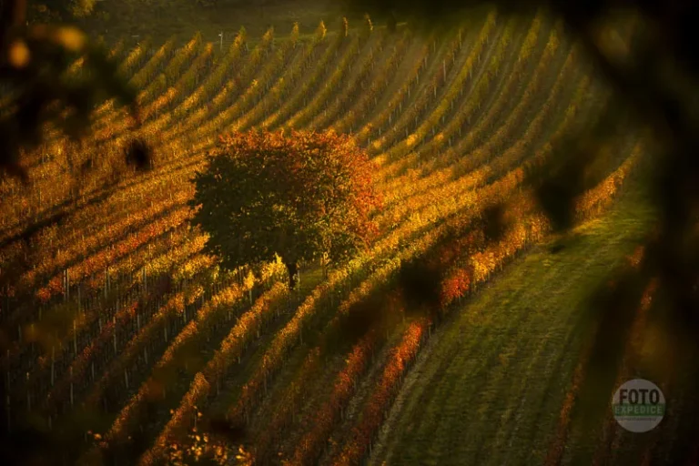 Cherry tree cejkovice moravian tuscany autumn martin kamin cejkovicka tresen moravske toskansko workshop