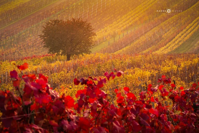The Čejkovice cherry tree above the vineyards