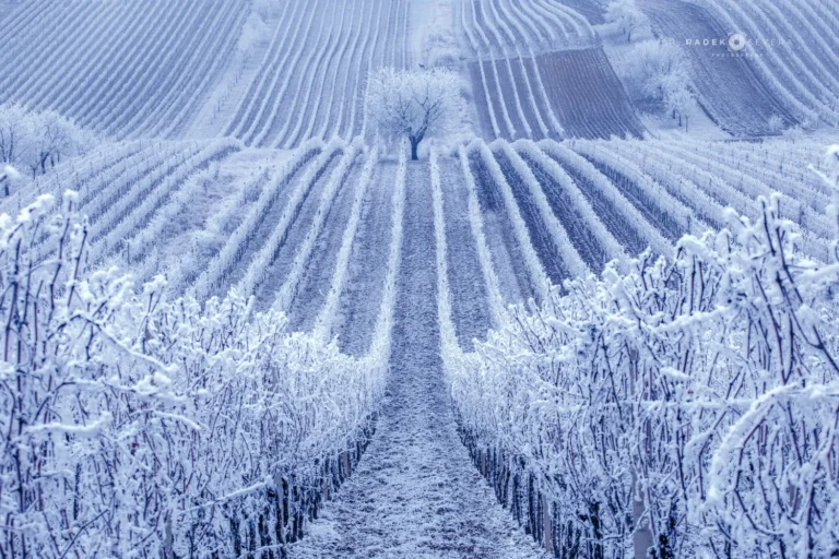 The Čejkovice cherry tree in winter
