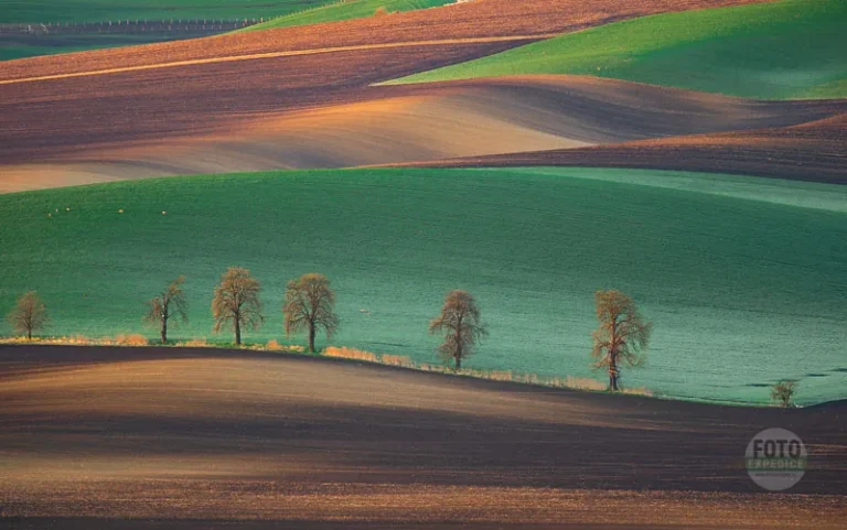 Chesnut tree karlin moravian tuscany martin kamin karlinske kastany moravske toskansko