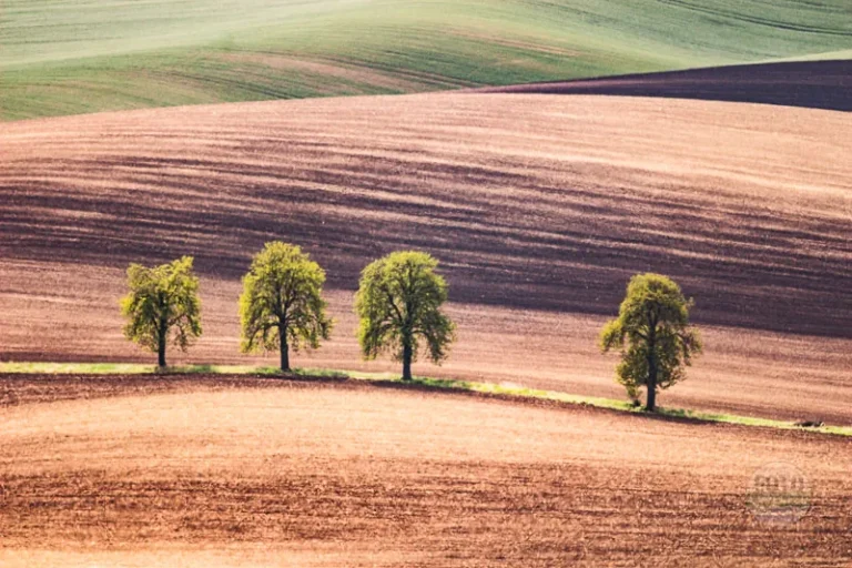Chesnut trees in line moravian tuscany martin kamin karlinske kastany moravske toskansko