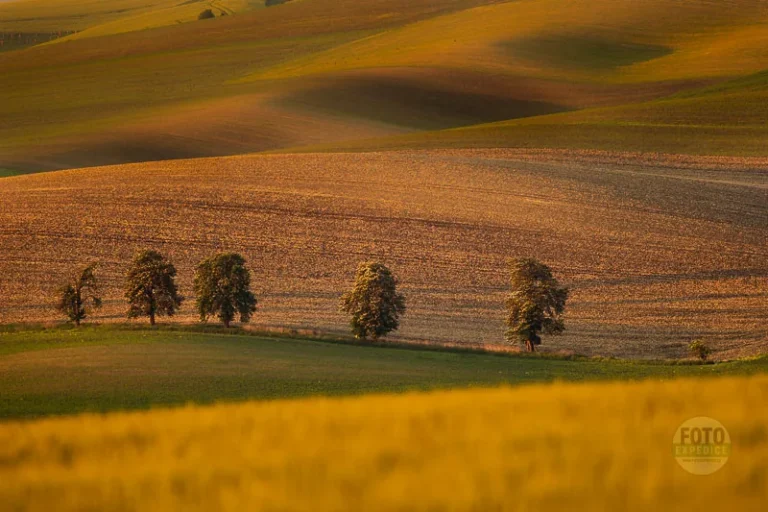 Chesnut trees karlin moravian tuscany martin kamin karlinske kastany moravske toskansko