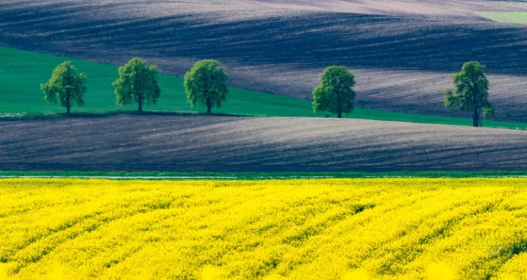 Chesnut trees karlin moravian tuscany spring martin kamin
