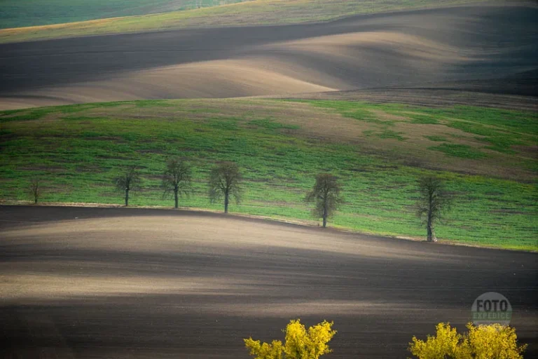 Chesnut trees line karlin moravian tuscany martin kamin karlinske kastany moravske toskansko