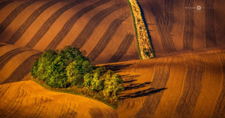 The Šardice copse on the rolling hills, a landmark of Moravian Tuscany