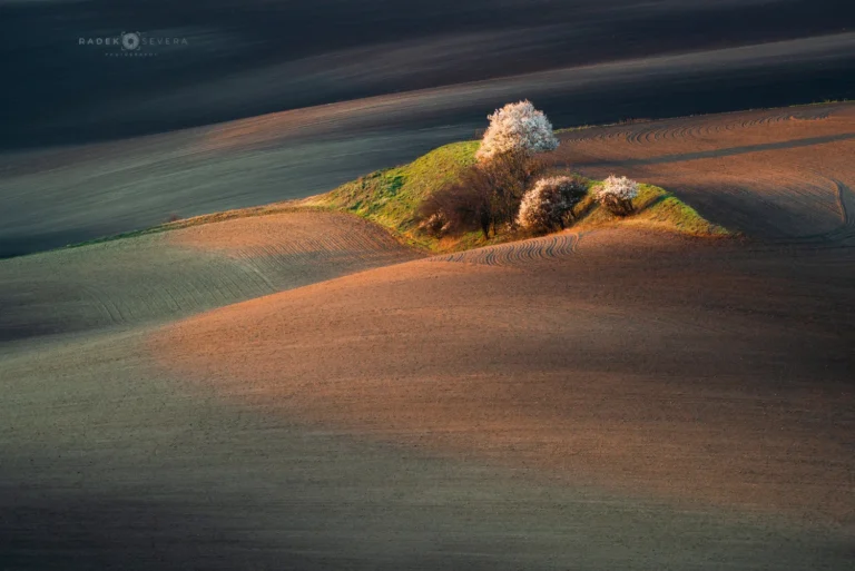 Copse in Sardice in spring Moravian Tuscany by Radek Severa remizek