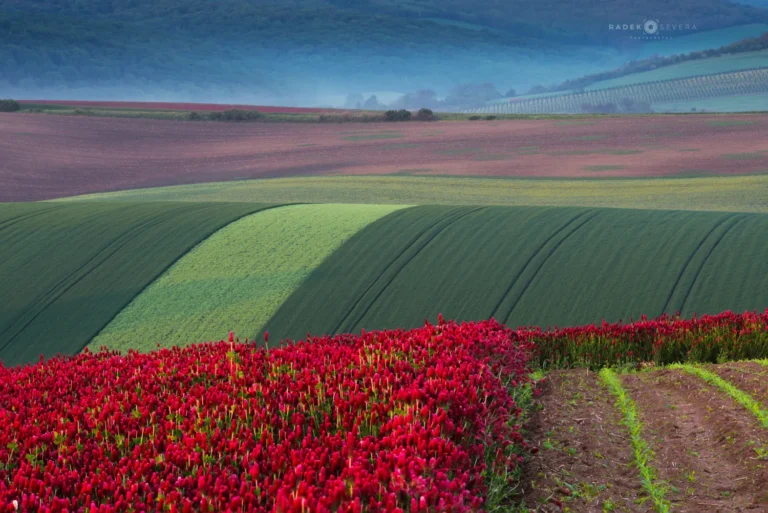 crimson clover filed and rolling hills in spring Moravian Tuscany by Radek Severa moravske toskansko jetel inkarnat