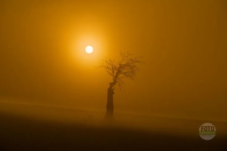 Fullmoon isolated tree moravian tuscany martin kamin moravske toskansko workshop