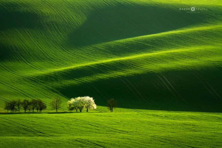 A green carpet of fields and a line of trees in spring, Moravian Tuscany