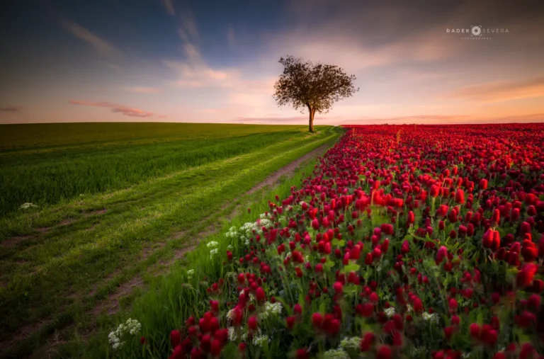 Moravian Tuscany filed with blooming red clover inkarnt and isolated tree in green field by Radek Severa