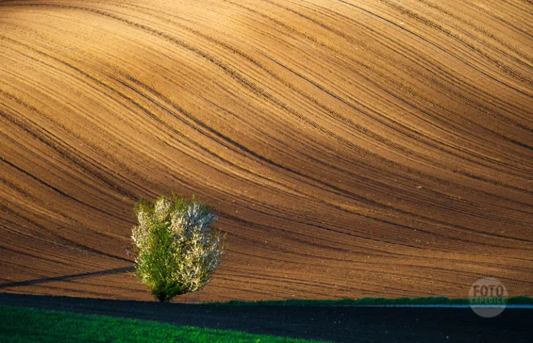 Isolate tree spring moravian tuscany martin kamin