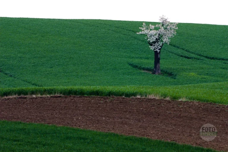 Isolated blooming cherry tree spring moravian tuscany martin kamin