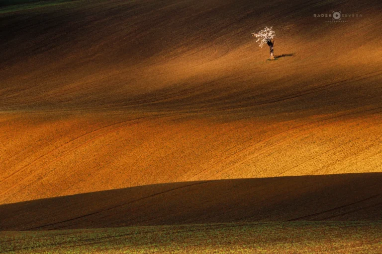 Isolated cherry tree in spring Moravian Tuscany by Radek Severa moravske toskansko
