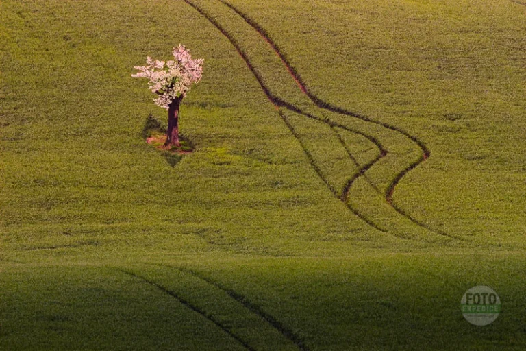 Isolated old cherry tree moravian tuscany martin kamin