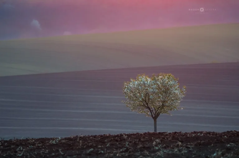 A blooming solitary tree in the heart of Moravian Tuscany in spring