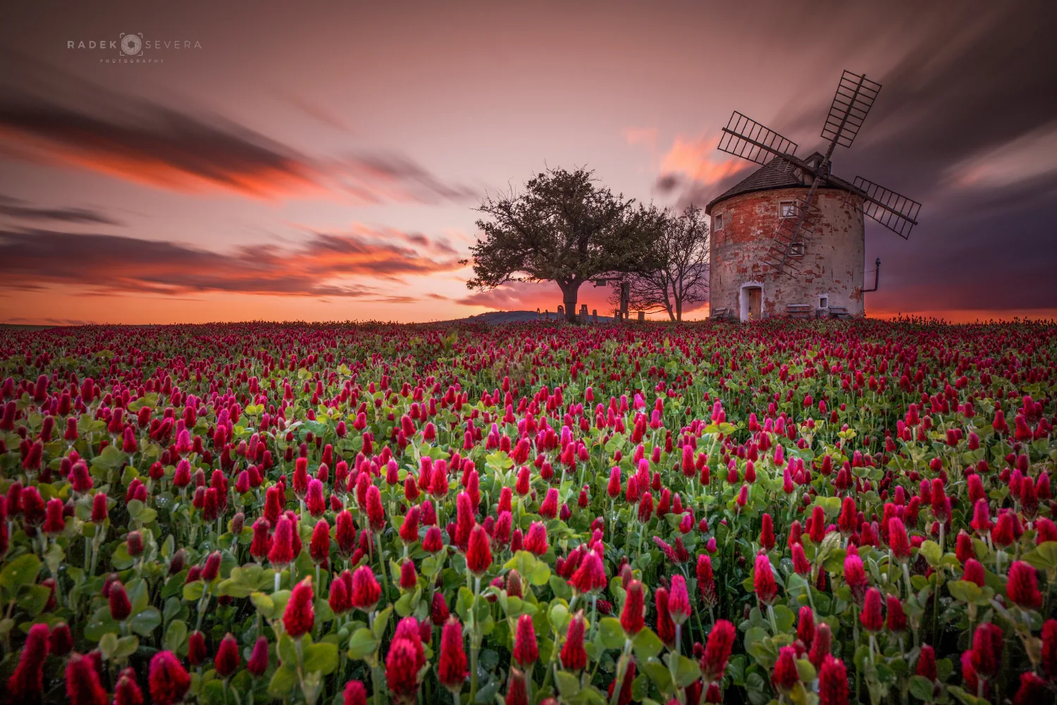 Kunkovice Windmill above a crimson clover field in May