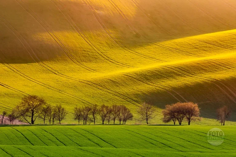 Landscape field carpet moravian tuscany tree line martin kamin