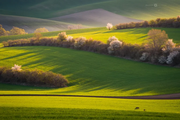 spring landscape in Moravian Tuscany by Radek Severa moravske toskansko jaro