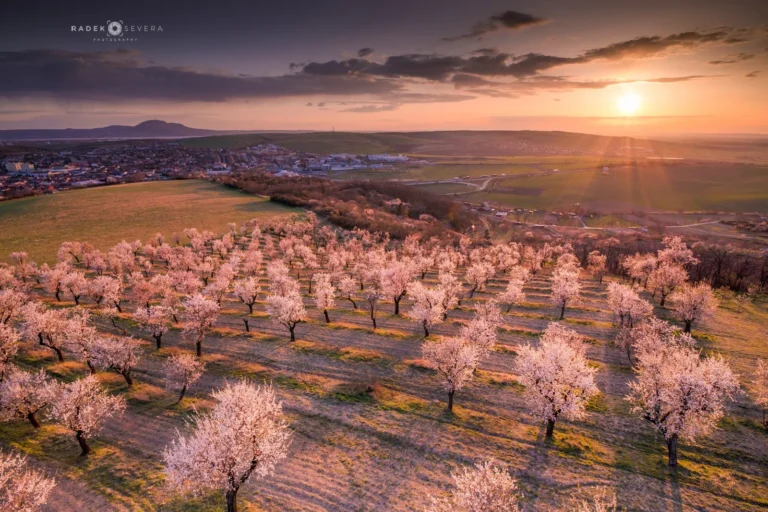 The almond trail and lookout above the Hustopeče almond orchard