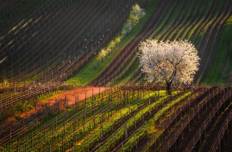 Moravian Tuscany - the famous Cherry Tree in Čejkovice, photo by Radek Severa