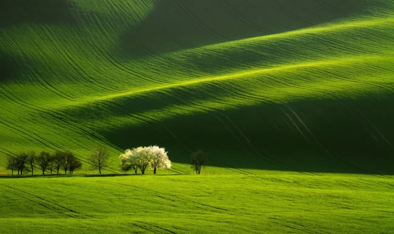Moravian Tuscany rolling landscape and blooming trees in spring by Radek Severa
