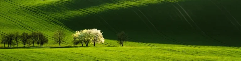 Moravian Tuscany rolling landscape and blooming trees in spring by Radek Severa