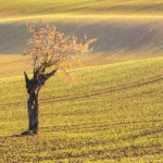 Old cherry tree isolated moravian tuscany martin kamin moravske toskansko