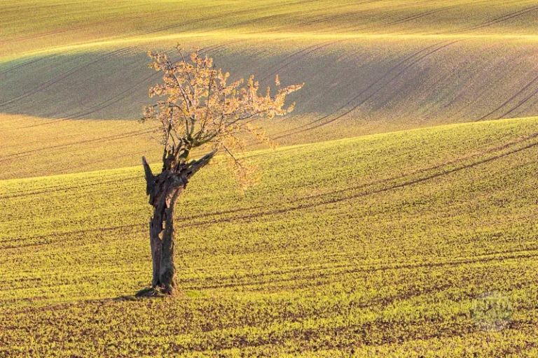 Old cherry tree isolated moravian tuscany martin kamin moravske toskansko