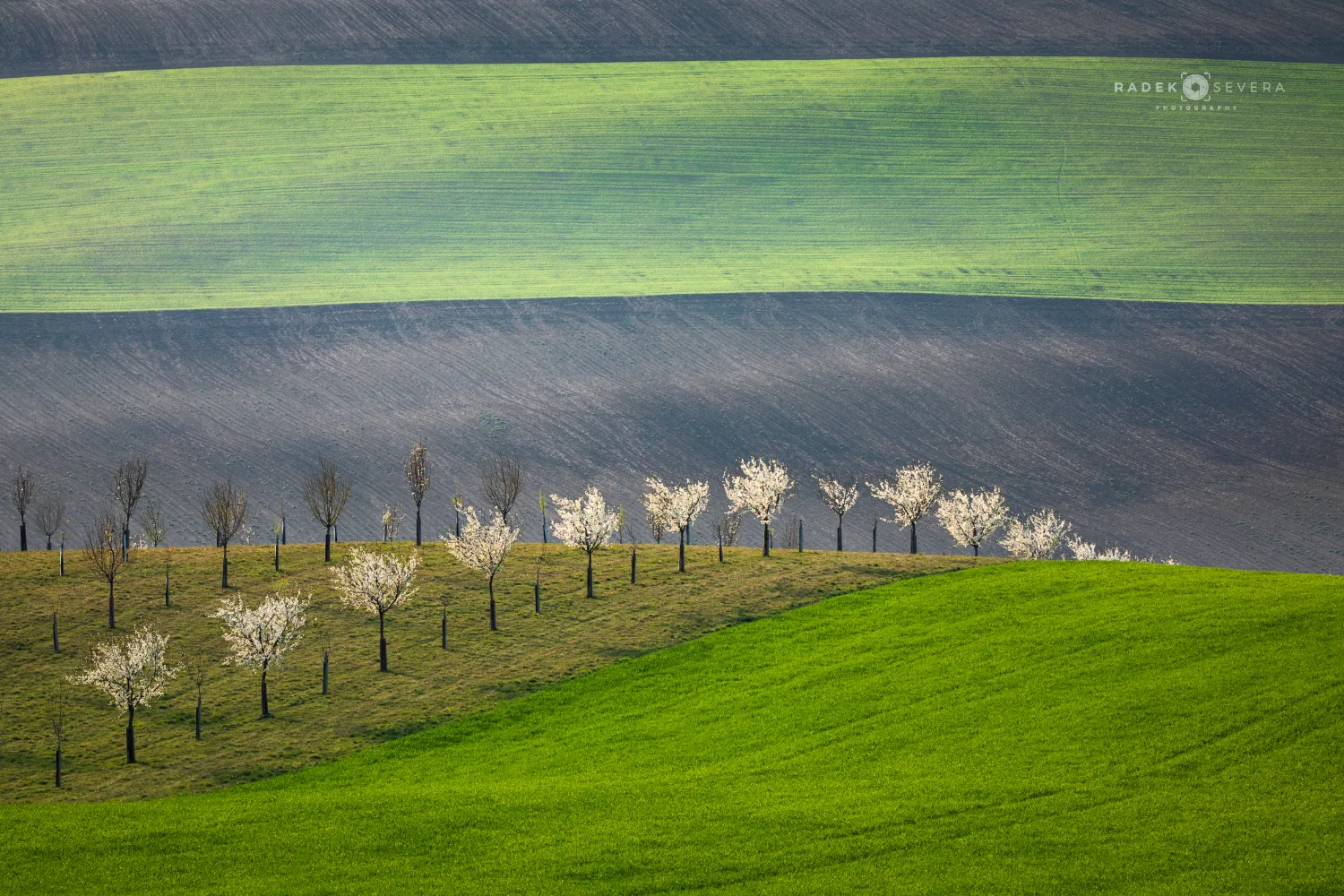 Blossoming orchard above Šardice in April