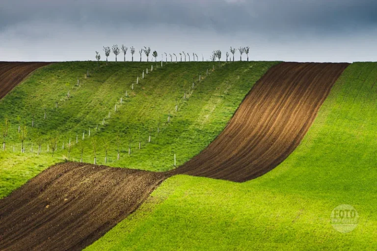 Orchard lines rolling hills sardice moravian tuscany martin kamin sardicke biopasy