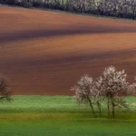 Panorama blooming trees spring moravian tuscany martin kamin moravske toskansko