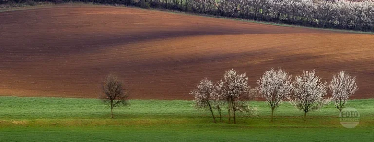 Panorama blooming trees spring moravian tuscany martin kamin moravske toskansko