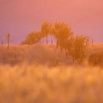 Pinky light orchard moravian tuscany martin kamin