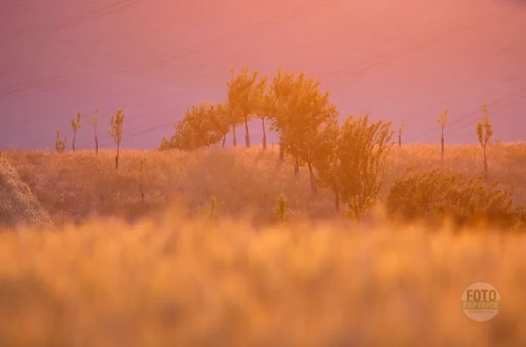 Pinky light orchard moravian tuscany martin kamin