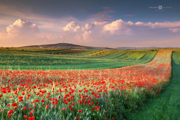 Red poppy field and Strazovice hill view in spring Moravian Tuscany by Radek Severa