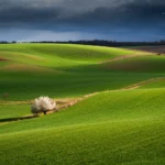 Rolling hills and blooming isolated tree in green landscape in spring Moravian Tuscany by Radek Severa moravske toskansko